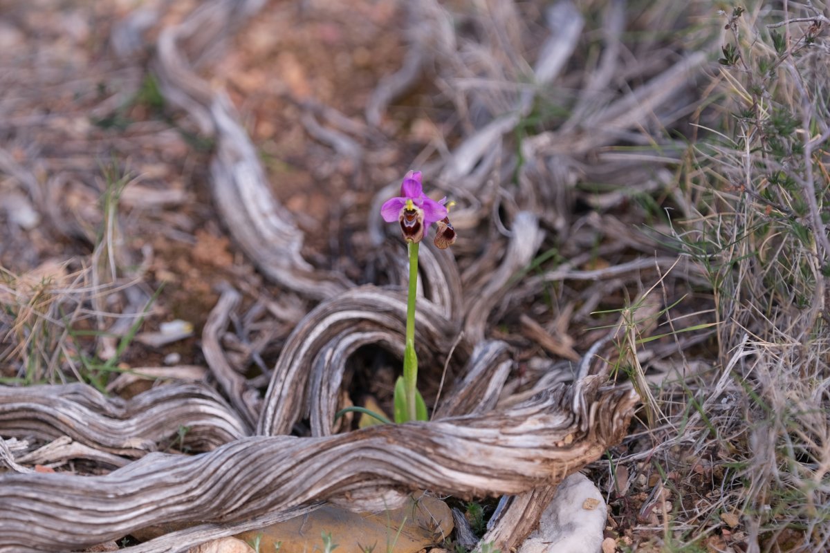 Ultime orchidee per quest''anno - Dalla Grecia con passione